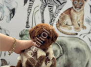 Satılık Toy Poodle Yavru Köpek
