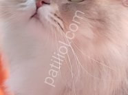 WCF Şecereli British Longhair ​Damızlık Kalitesinde Şecereli British Longhair (B