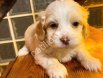 Ev doğumu maltipoo bebeklerimiz