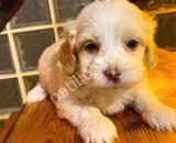 Ev doğumu maltipoo bebeklerimiz