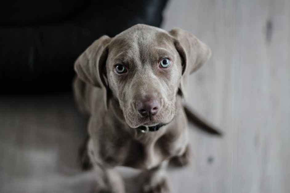 Köpeklerde En Sık Görülen Hastalıklar ve Belirtileri