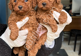 Güzellik abidesi erkek dişi poodle bebeklerimiz