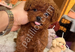TOY POODLE SEVİMLİ YAVRULAR