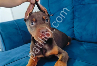 A kalite doberman yavruları