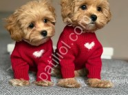 Satılık Maltipoo Yavru Köpek İlanı