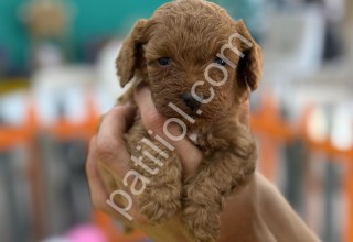 Tüylü zarafet poodle yavrularımız
