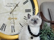 British Shorthair Bluepoint yavrular