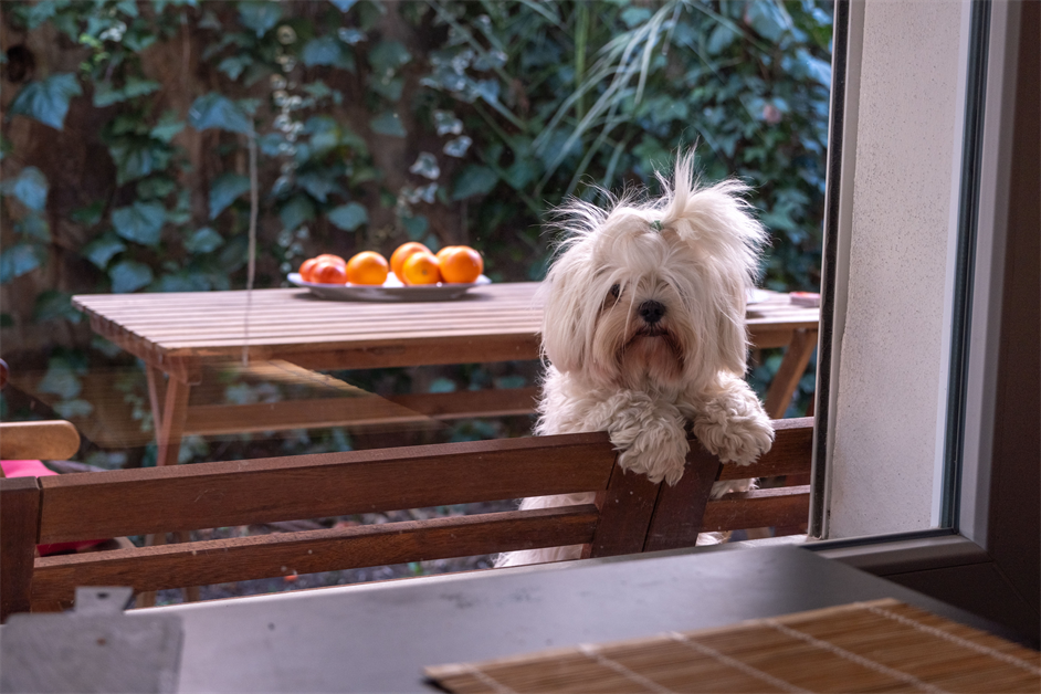 Maltese Terrier Fiyatları 2026: Yaş, Boyut ve Şehre Göre Güncel Rehber