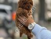 Satılık Toy Poodle Yavru Köpek – İstanbul Sağlıklı ve Oyuncu