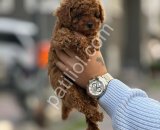 Satılık Toy Poodle Yavru Köpek – İstanbul Sağlıklı ve Oyuncu