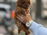 Satılık Toy Poodle Yavru Köpek – İstanbul Sağlıklı ve Oyuncu