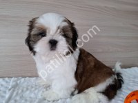 Morkie Cinsi Ev Üretimi Yavrular
