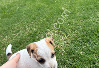 Jack russel yavru
