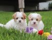 MALTESE TERRİER CİNSİ
