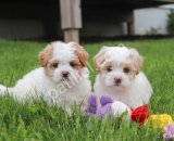 MALTESE TERRİER CİNSİ