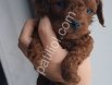 Evde Büyüyen Toy Poodle