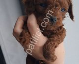 Evde Büyüyen Toy Poodle