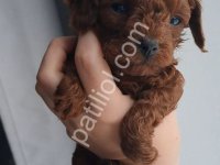 Evde Büyüyen Toy Poodle