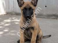 Belçika Malinois Yavru – Sağlıklı Ve Güçlü
