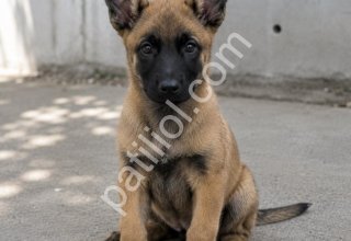 Belçika Malinois Yavru – Sağlıklı ve Güçlü
