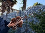 Satılık Toy Poodle Yavru Köpek – İstanbul Sağlıklı ve Oyuncu