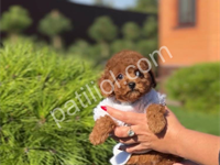 Show Kalite Toy Poodle Yavrular