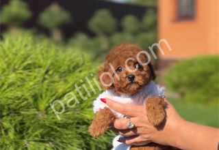 Show kalite toy poodle yavrular
