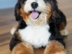 Dizayn ırk bernedoodle yavrular