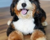 Dizayn ırk bernedoodle yavrular