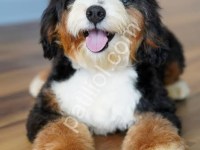 Dizayn Irk Bernedoodle Yavrular