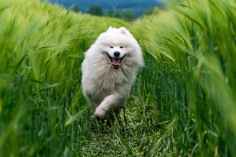 Köpeklerde Yaygın Sağlık Sorunları ve Önleme Yolları