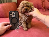 En Zeki Irk Toy Poodle Yavruları