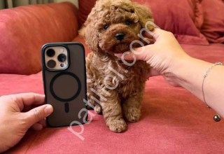 En zeki ırk toy poodle yavruları