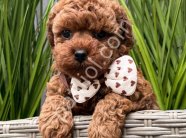 TOY POODLE SEVİMLİ YAVRULAR