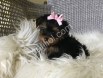 Teacup Morkie