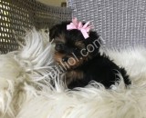 Teacup Morkie