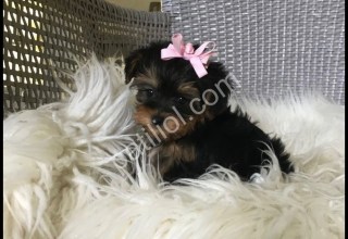 Teacup Morkie