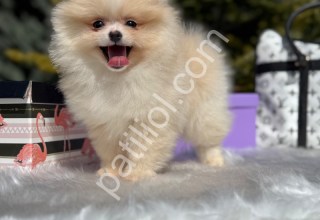 Orjinal Booface pomeranian yavrular