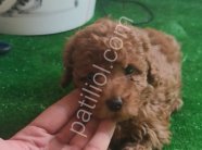 Kore poodle kilo garantili