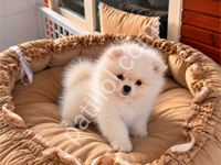 Pomeranian Boo Yavrular Ev Ortamında Üretimi