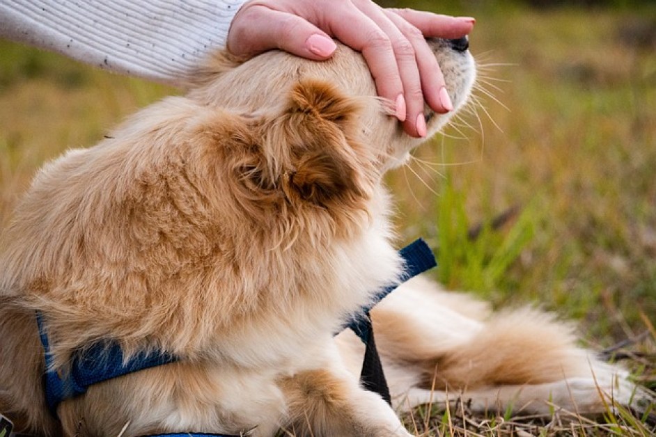 Köpeklerde Temel İtaat Komutları Nasıl Öğretilir?