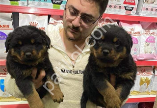 ruhsatlı işetmeden ırk ve sağlık garantili macar rotweiller yavrular