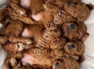 Scrli A kalite Toy Poodle