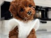 Kahverengi Scrli Maltipoo Yavrularım