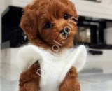 Kahverengi Scrli Maltipoo Yavrularım