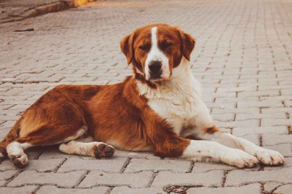 Saint Bernard Hakkında Herşey