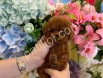 RESMİ İŞLETMEDEN KORE TOYPOODLE YAVRULARI