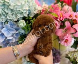 RESMİ İŞLETMEDEN KORE TOYPOODLE YAVRULARI
