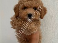MALTİPOO CİNSİ YAVRULAR