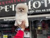 Resmi İşletme Pomeranian Boo Yavruları